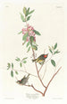 Troglodyte à couronne rubis - John James Audubon — Ansicht des Kunstwerks