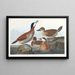Kanadagans - John James Audubon — gerahmtes Bild an der Wand