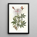 Kolibri mit rotem Hals - John James Audubon — gerahmtes Bild an der Wand