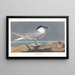 Sterne caugek - John James Audubon — gerahmtes Bild an der Wand