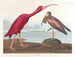 Ibis écarlate - John James Audubon — Ansicht des Kunstwerks