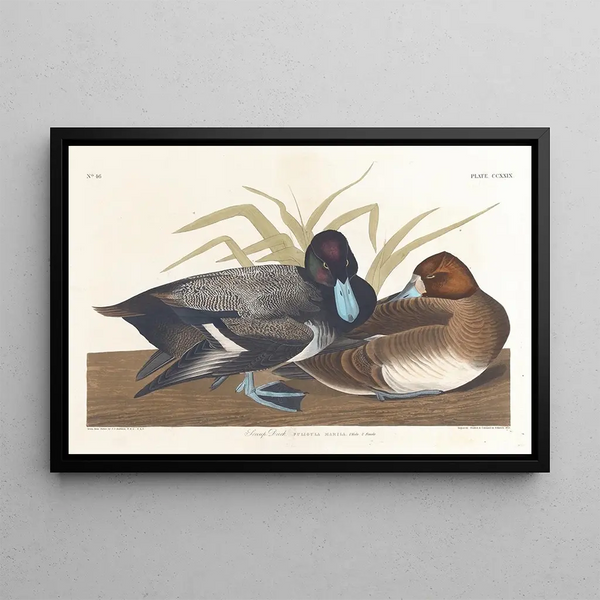 Fuligule milouinan - John James Audubon — gerahmtes Bild an der Wand