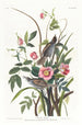 Bruant maritime - John James Audubon — Ansicht des Kunstwerks