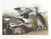 Bécassine semipalmée oder Willet - John James Audubon — Ansicht des Kunstwerks