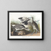 Bécassine semipalmée oder Willet - John James Audubon — gerahmtes Bild an der Wand