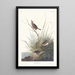 Bruant à queue aiguë - John James Audubon — gerahmtes Bild an der Wand