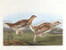 Tétras à queue pointue - John James Audubon — Ansicht des Kunstwerks