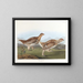 Tétras à queue pointue - John James Audubon — gerahmtes Bild an der Wand