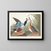 Ente Souchet - John James Audubon — gerahmtes Bild an der Wand