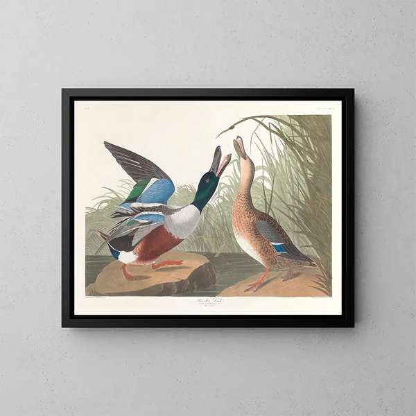 Ente Souchet - John James Audubon — gerahmtes Bild an der Wand