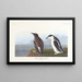 Guillemot à bec mince - John James Audubon — gerahmtes Bild an der Wand