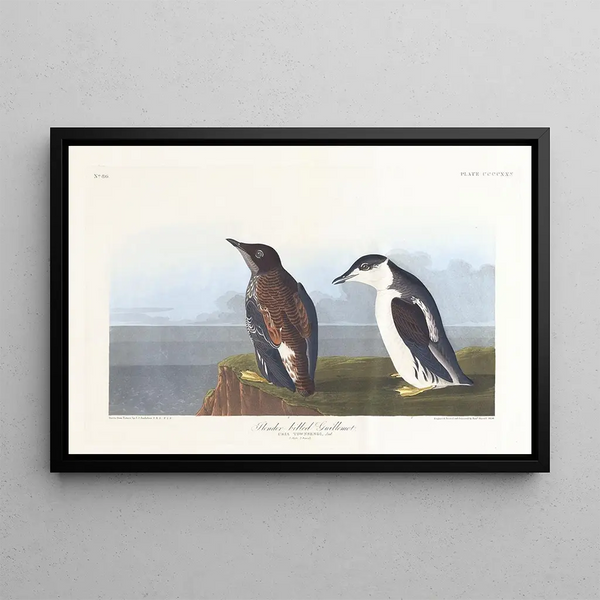 Guillemot à bec mince - John James Audubon — gerahmtes Bild an der Wand