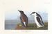 Guillemot à bec mince - John James Audubon — Ansicht des Kunstwerks
