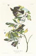 Kleines Gemälde mit grünem Moucherolle - John James Audubon — Ansicht des Kunstwerks