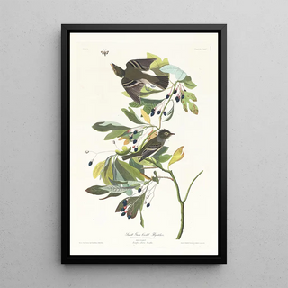 John James Audubon - Small green crested flycatcher.webp
