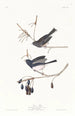 Vogel des Schnees - John James Audubon — Ansicht des Kunstwerks