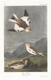 Bruant des neiges - John James Audubon — Ansicht des Kunstwerks
