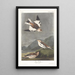 Bruant des neiges - John James Audubon — gerahmtes Bild an der Wand