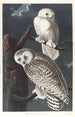Harfang des neiges - John James Audubon — Ansicht des Kunstwerks