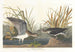 Chevalier solitaire - John James Audubon — Ansicht des Kunstwerks