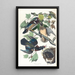 Sommerente oder Schnabelente - John James Audubon — gerahmtes Bild an der Wand