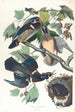 Sommerente oder Schnabelente - John James Audubon — Ansicht des Kunstwerks