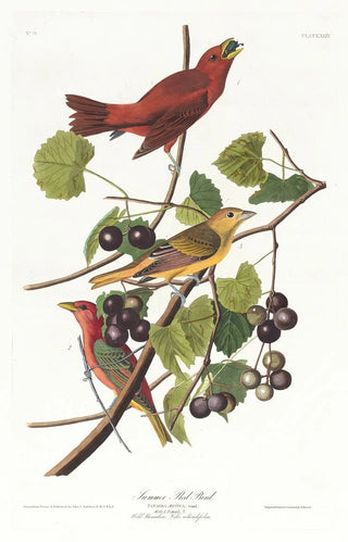 John James Audubon - Summer red bird.webp