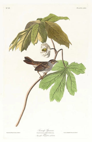 John James Audubon - Swamp sparrow.webp