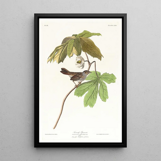 John James Audubon - Swamp sparrow.webp