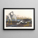 Barge à queue noire ou bécassine - John James Audubon — gerahmtes Bild an der Wand