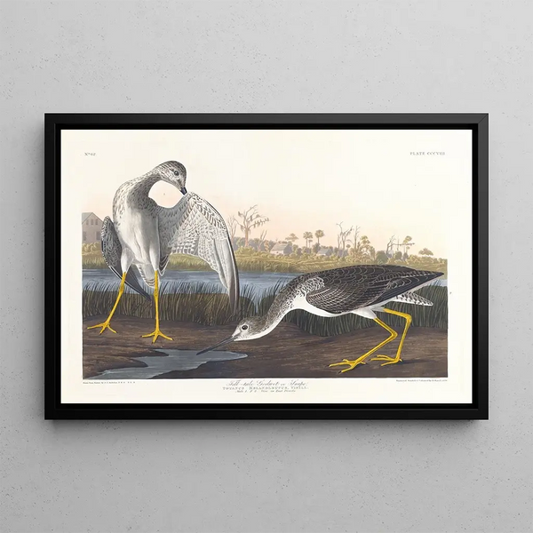 Barge à queue noire ou bécassine - John James Audubon — gerahmtes Bild an der Wand