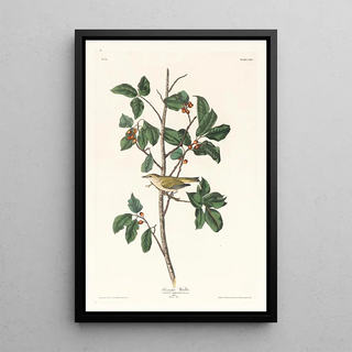 John James Audubon - Tennessee warbler.webp