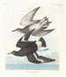 Bécasseau de Townsend - John James Audubon — Ansicht des Kunstwerks