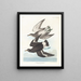 Bécasseau de Townsend - John James Audubon — gerahmtes Bild an der Wand