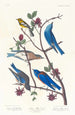 Paruline de Townsend, Merlebleu arctique, Merlebleu de l'Ouest - John James Audubon — Ansicht des Kunstwerks