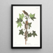 Moucherolle de Traill - John James Audubon — gerahmtes Bild an der Wand