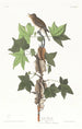 Moucherolle de Traill - John James Audubon — Ansicht des Kunstwerks