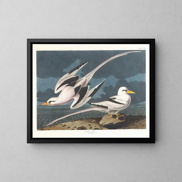 Tropischer Vogel - John James Audubon — gerahmtes Bild an der Wand