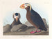 Macareux cornu - John James Audubon — Ansicht des Kunstwerks
