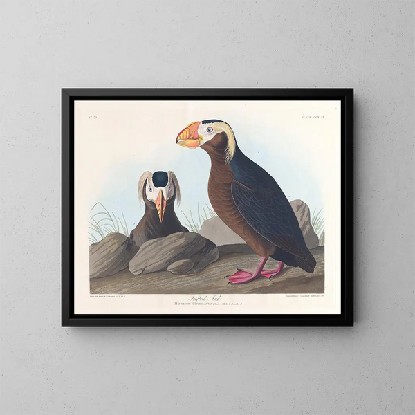 Macareux cornu - John James Audubon — gerahmtes Bild an der Wand