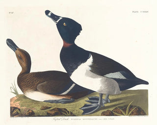 John James Audubon - Tufted duck.webp