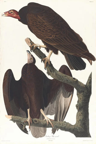 John James Audubon - Turkey buzzard.webp