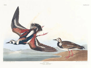 John James Audubon - Turnstone.webp