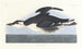 Uria brunnichii - John James Audubon — Ansicht des Kunstwerks