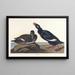 Enten aus Samt - John James Audubon — gerahmtes Bild an der Wand