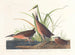 Râle de Virginie - John James Audubon — Ansicht des Kunstwerks