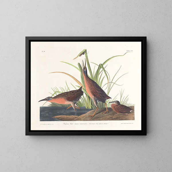 Râle de Virginie - John James Audubon — gerahmtes Bild an der Wand