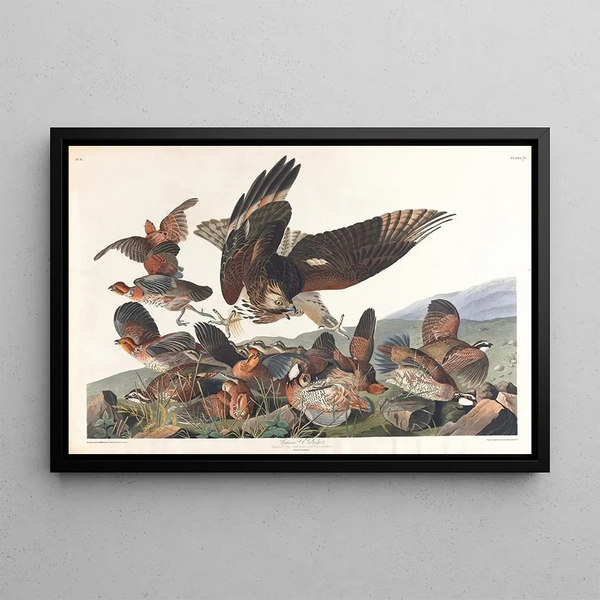 John James Audubon - Virginian partridge.webp