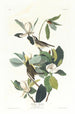 Moucherolle chanteur - John James Audubon — Ansicht des Kunstwerks