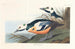 Enten des Westens - John James Audubon — Ansicht des Kunstwerks